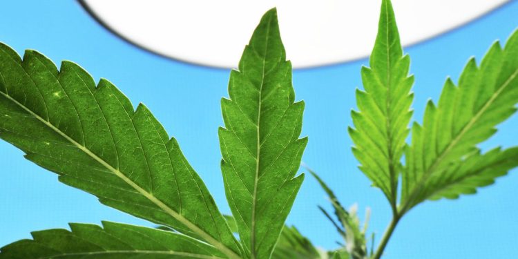 Cannabis plant under a light