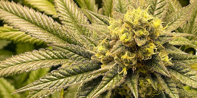 Close up of cannabis bud
