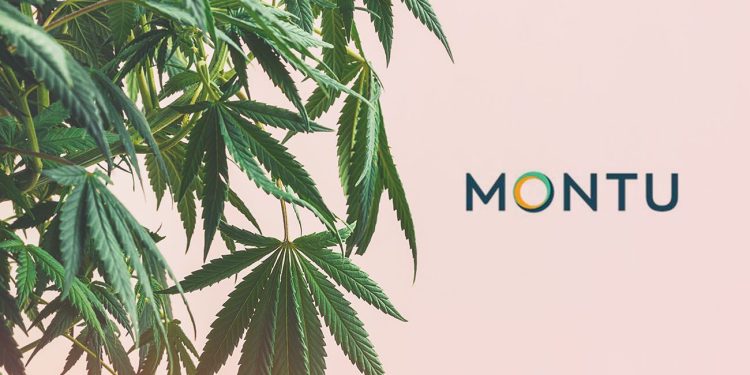 Montu and cannabis