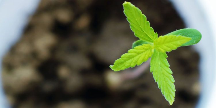 Small cannabis plant growing