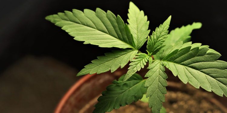 Small cannabis plant on a black background