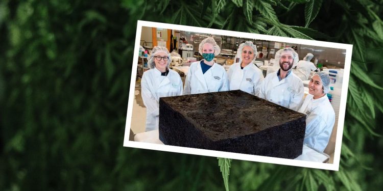 Worlds largest cannabis brownie