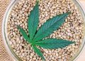 Cannabis leaf with seeds
