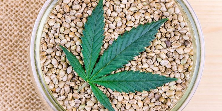 Cannabis leaf with seeds