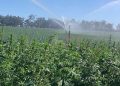 Hemp field in Western Australia