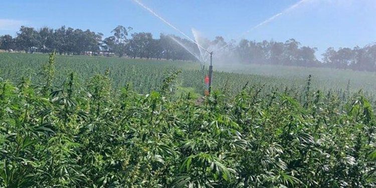 Hemp field in Western Australia