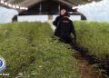 NSW police inside an illegal cannabis farm