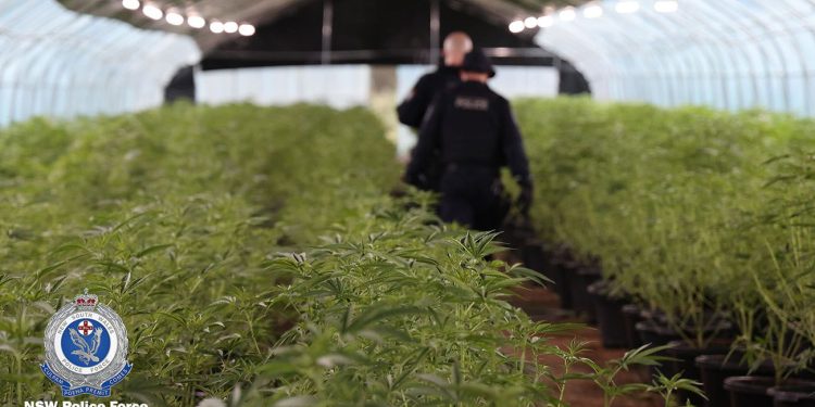 NSW police inside an illegal cannabis farm