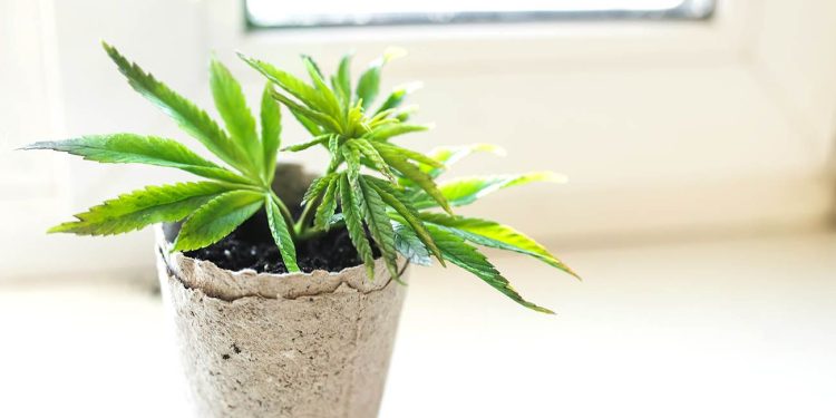 Small cannabis plant in a pot
