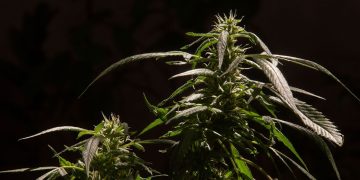Cannabis plants on a black background