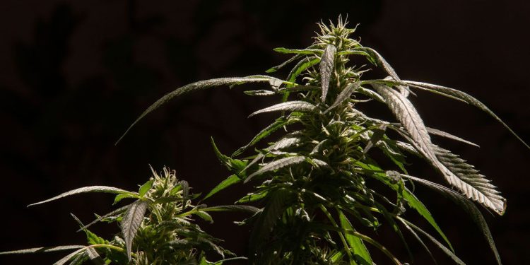 Cannabis plants on a black background